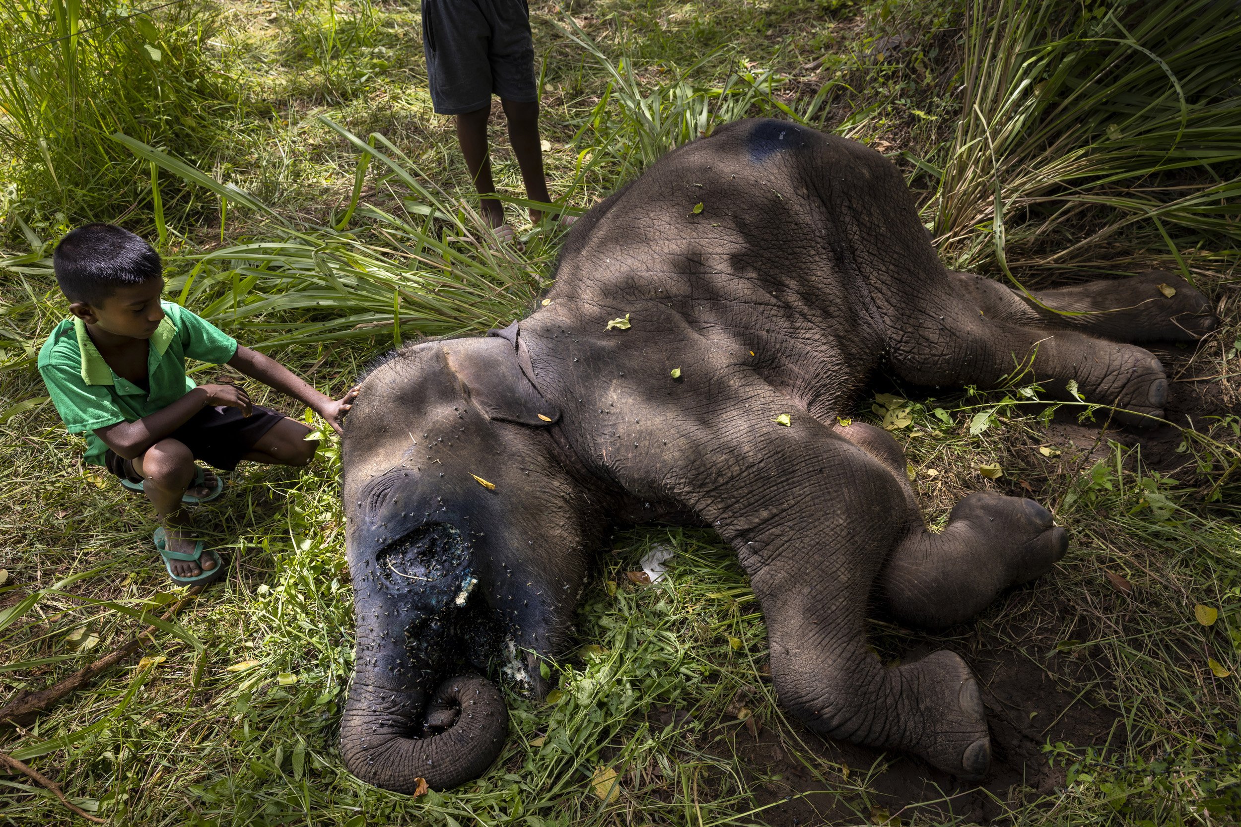 GALGAMUWA, SRI LANKA, 30 JUNE 2022: A juvenile elephant lies dead after eating a home-made grenade made from firecrackers combined with metal shrapnel hidden inside a pumpkin or watermelon. The explosion blew off most of this juvenile elephant’s low