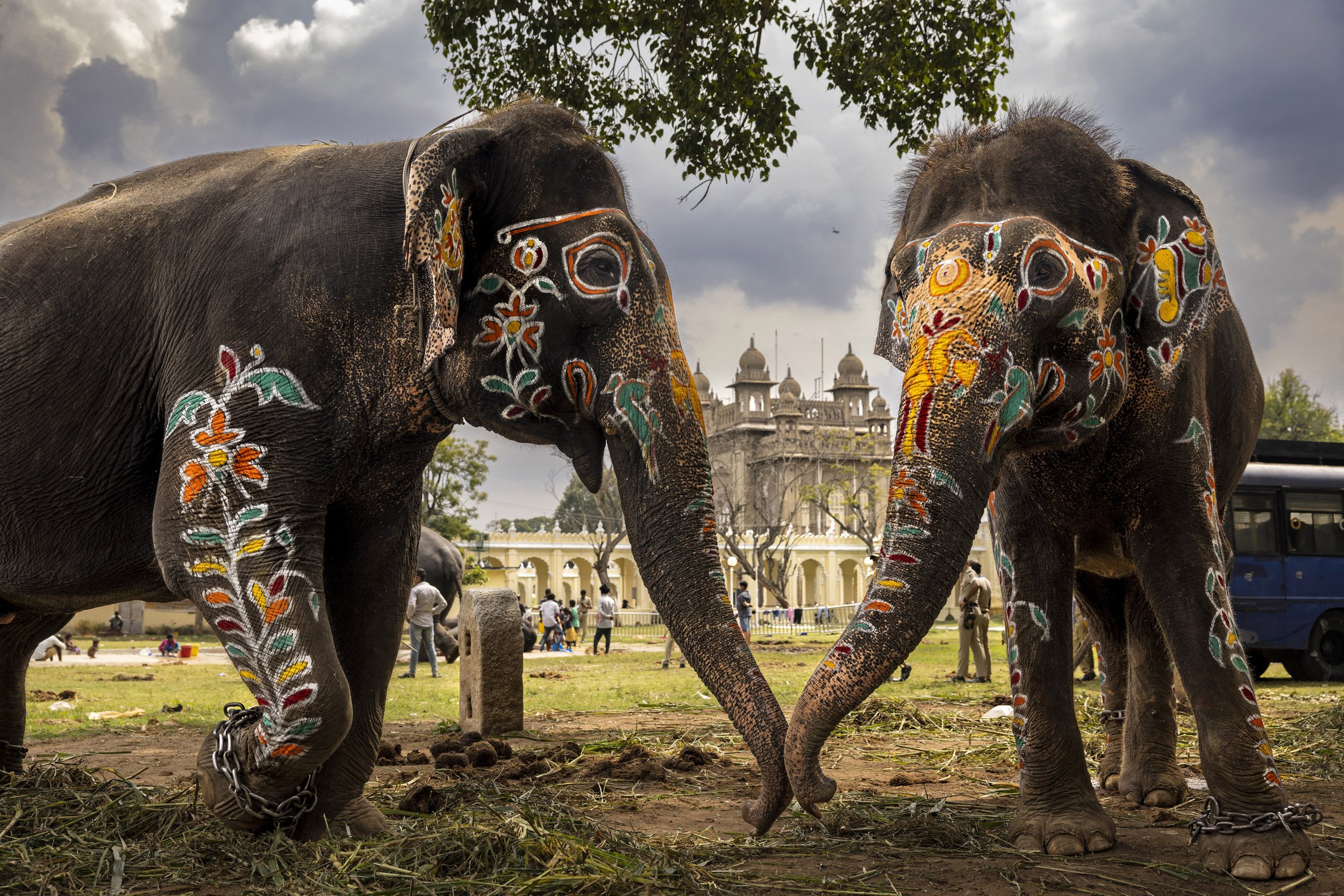 MYSORE, INDIA, OCTOBER 4, 2022: Two palace elephants touch trunks to comfort and reassure each other during the Mysore Dasara, the only state festival in India where elephants are used. In the days leading up to the festival these elephants injured