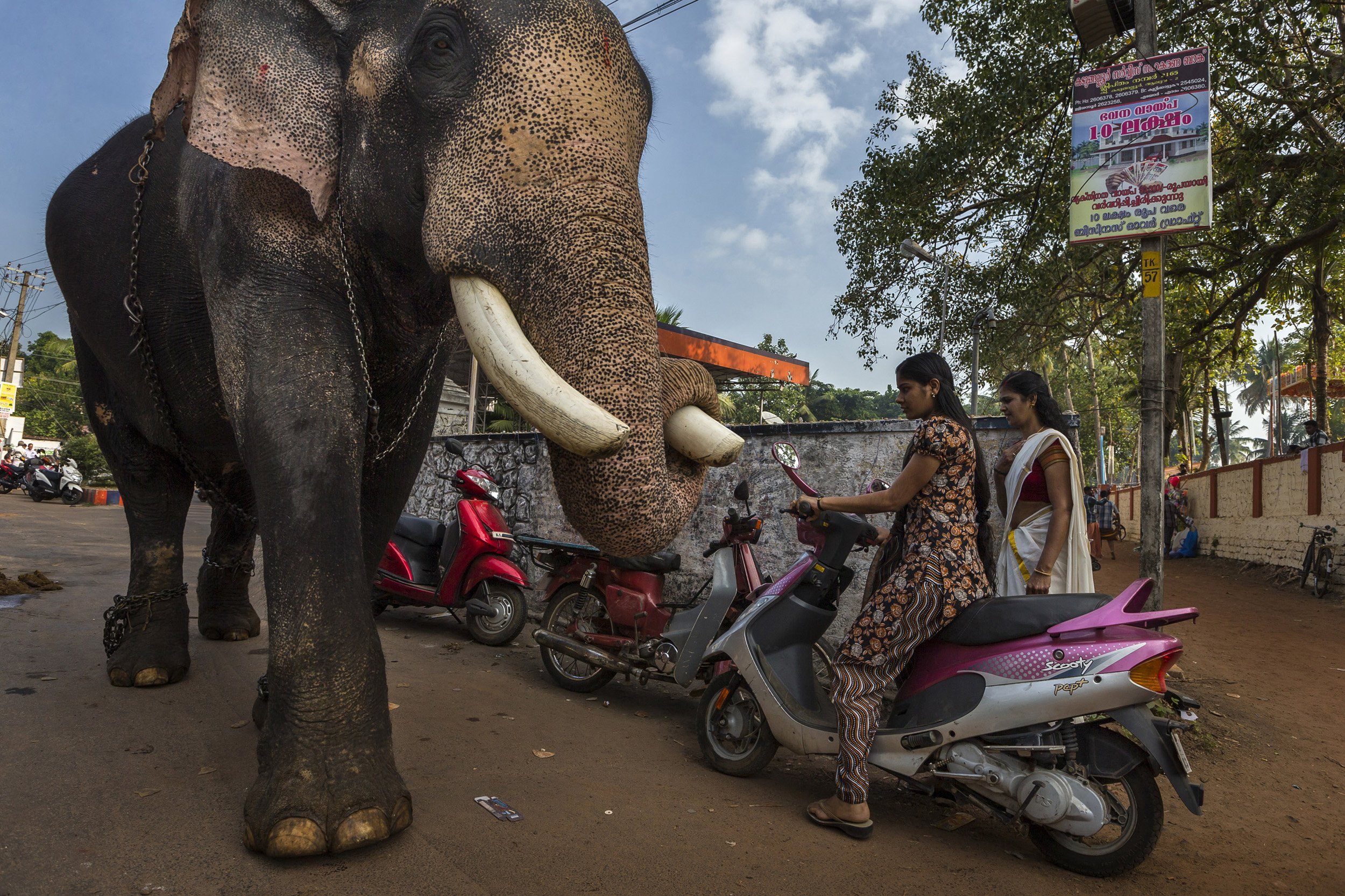 KERALA, INDIA: A large male elephant walks past two nervous women on its way to attend a festival in Kerala, India. Elephants have become increasingly popular at religious festivals in Kerala, for centuries they have been used by the Hindu faithful