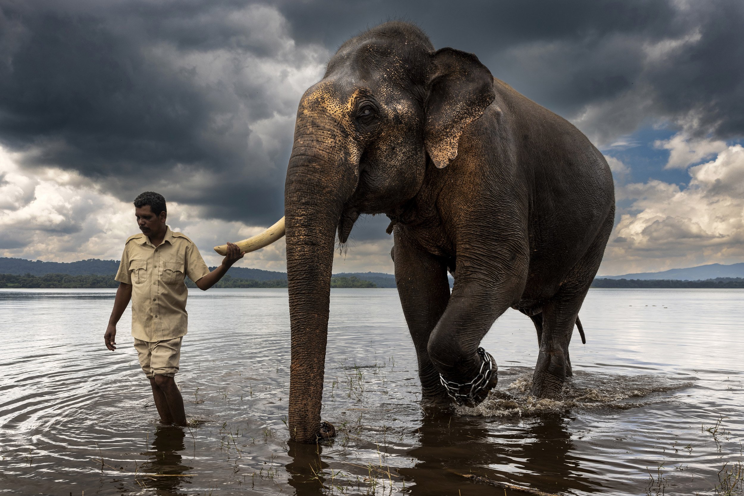 HARANGI ELEPHANT CAMP, KARNATAKA, INDIA, 21st October 2022: Experienced elephant mahout JS Raju guides blind elephant Ekadantha into the water to be bathed. This elephant will often hesitate, lifting his foot until he receives reassurance it is safe