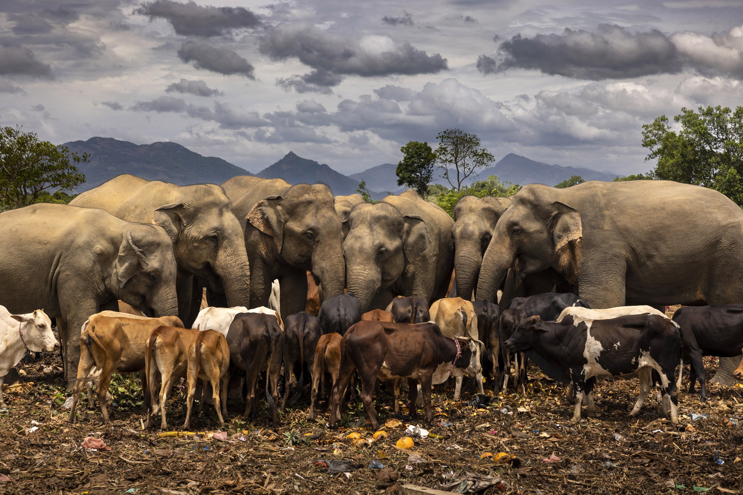 DAMBULLA DUMP SITE, HABARANA, SRI LANKA, 4TH JULY 2022: A bachelor herd of wild elelphants from nearby Minneriya and Kaudulla National Parks are seen in Dambulla dump scavenging for fruit and vegetables that have been thrown away. This dump has exis