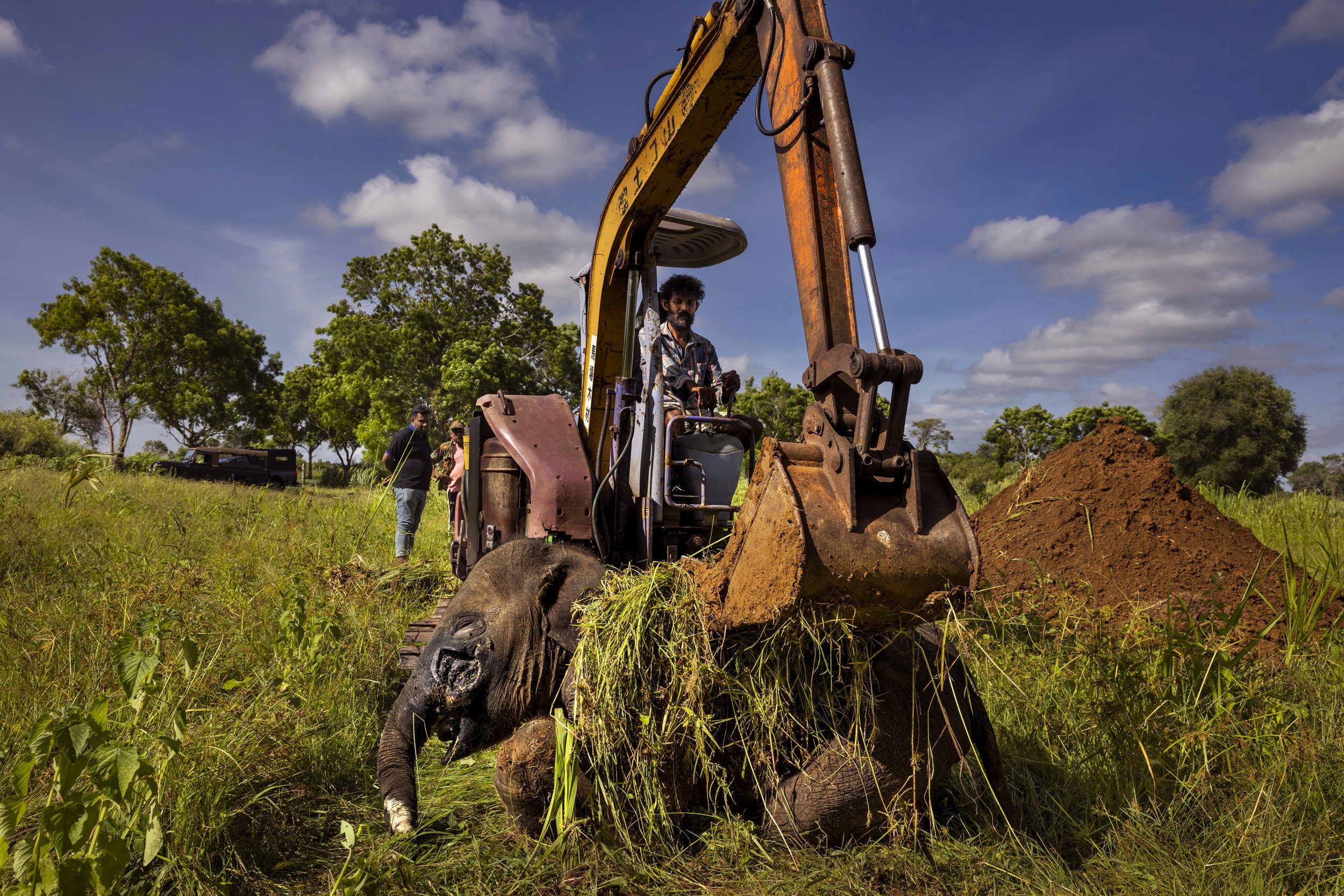 GALGAMUWA, SRI LANKA, 30 JUNE 2022: A juvenile elephant is seen being moved to burial by an earth mover after eating a home-made grenade made of firecrackers combined with metal ball bearings hidden inside a pumpkin or watermelon. The explosion ble