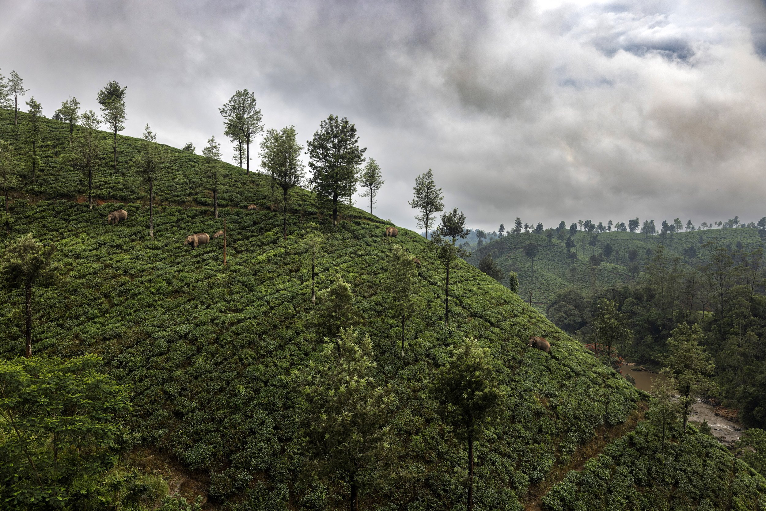 VALPARAI, TAMIL NADU, INDIA, 15TH OCTOBER 2022: Wild elephants are seen high on the slopes of Valparai tea estate. Valparai is a huge tea-estate area that British colonialists transformed from native forest in 1890 as a response to the Chinese hike