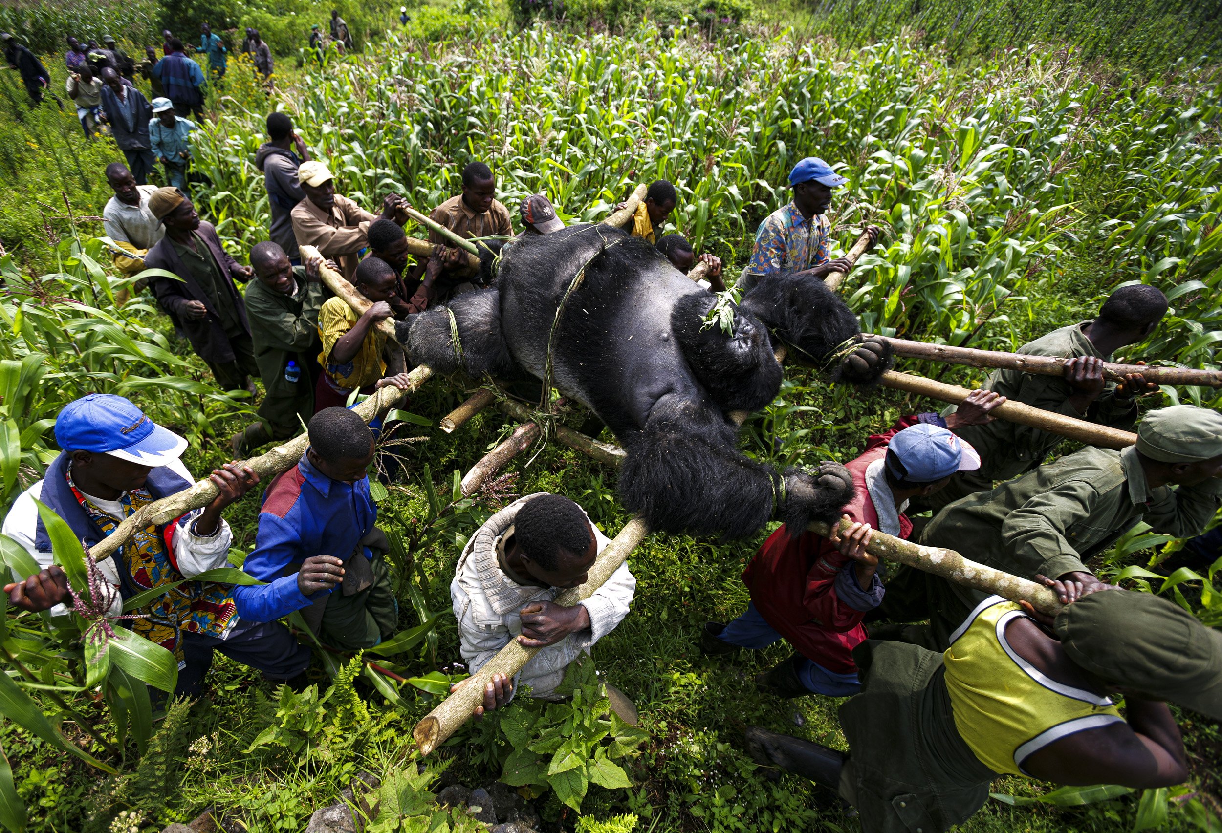 Photojournalism — Brent Stirton image image