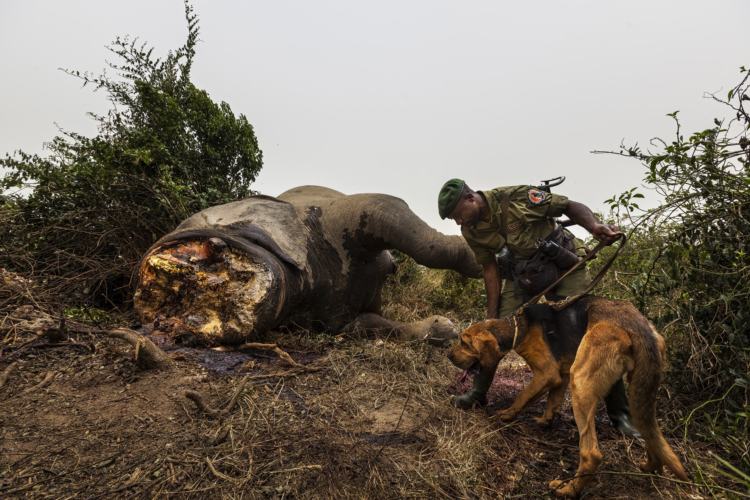 LULIMBI, EASTERN DRC, FEBRUARY 2012: ICCN Conservation Rangers deploy young bloodhounds for the first time in Virunga to investigate the corpse of a recently killed sub-adult male elephant in Lulimbi, Eastern DRC, February 29, 2012. The elephant had