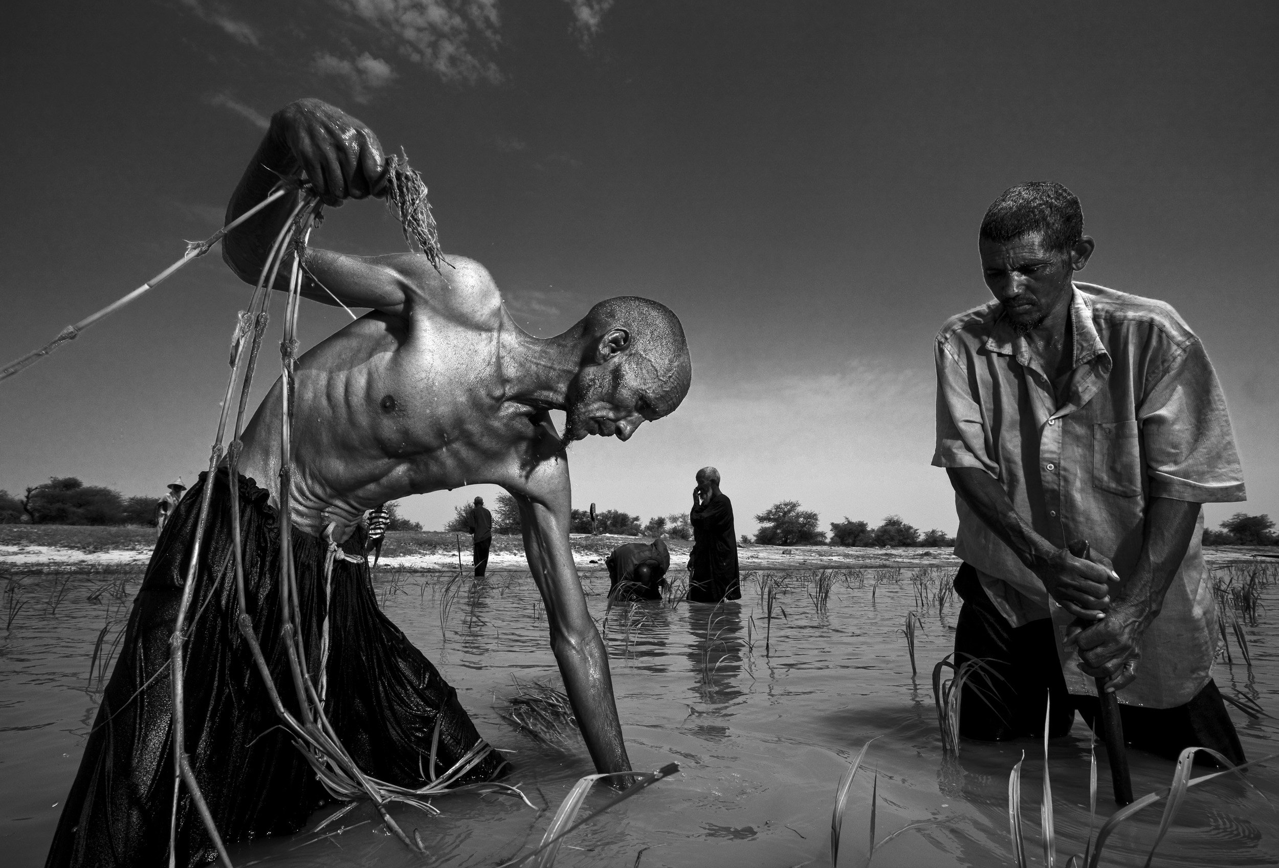 DAG ALLAL, TIMBUKTU, MALI: Tuareg men plant grass in the banks of the Niger River to grow a forage crop for their animals and for sale in the markets in the sedentary Tuareg village of Dag Allal in Mali. Unusual amongst Tuareg for their sedentary, n