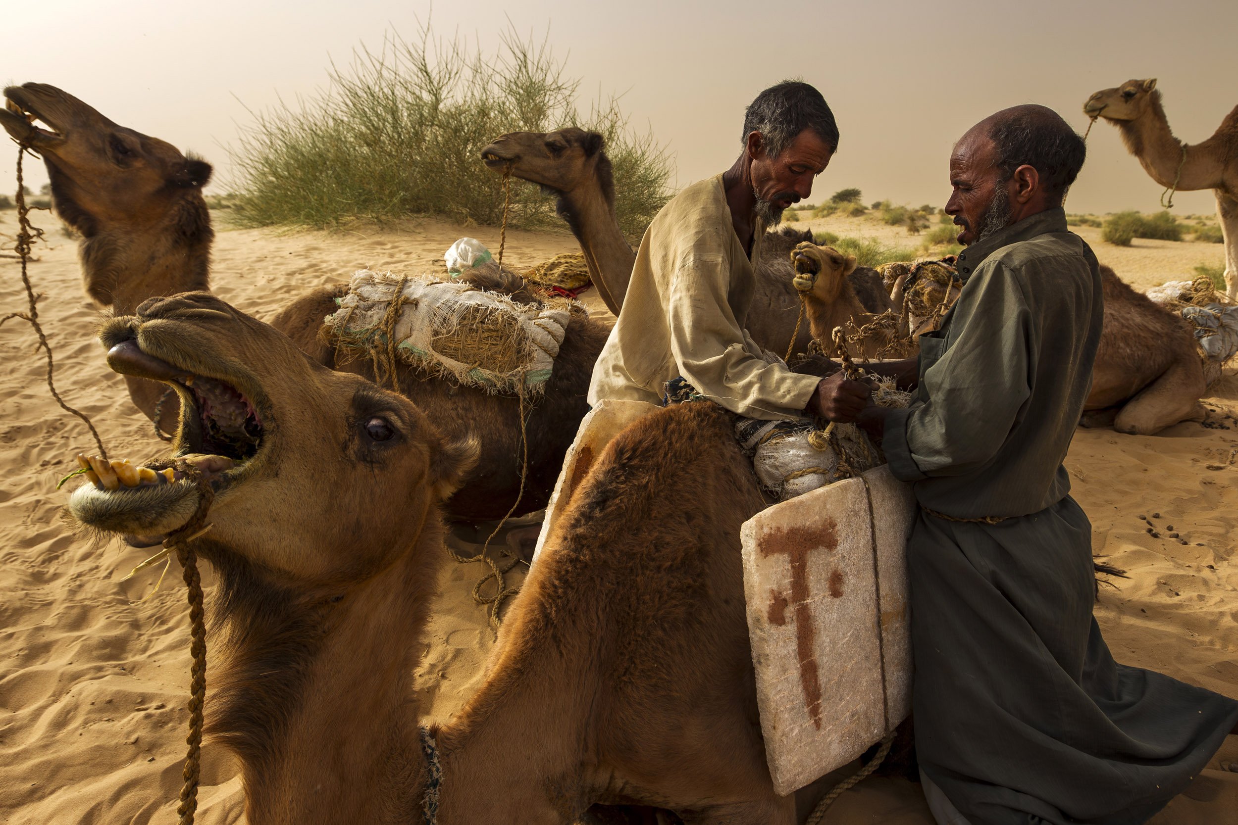 Пропавший караван. Тимбукту жители. Африканские признания в любви туареги. Туареги как живут.