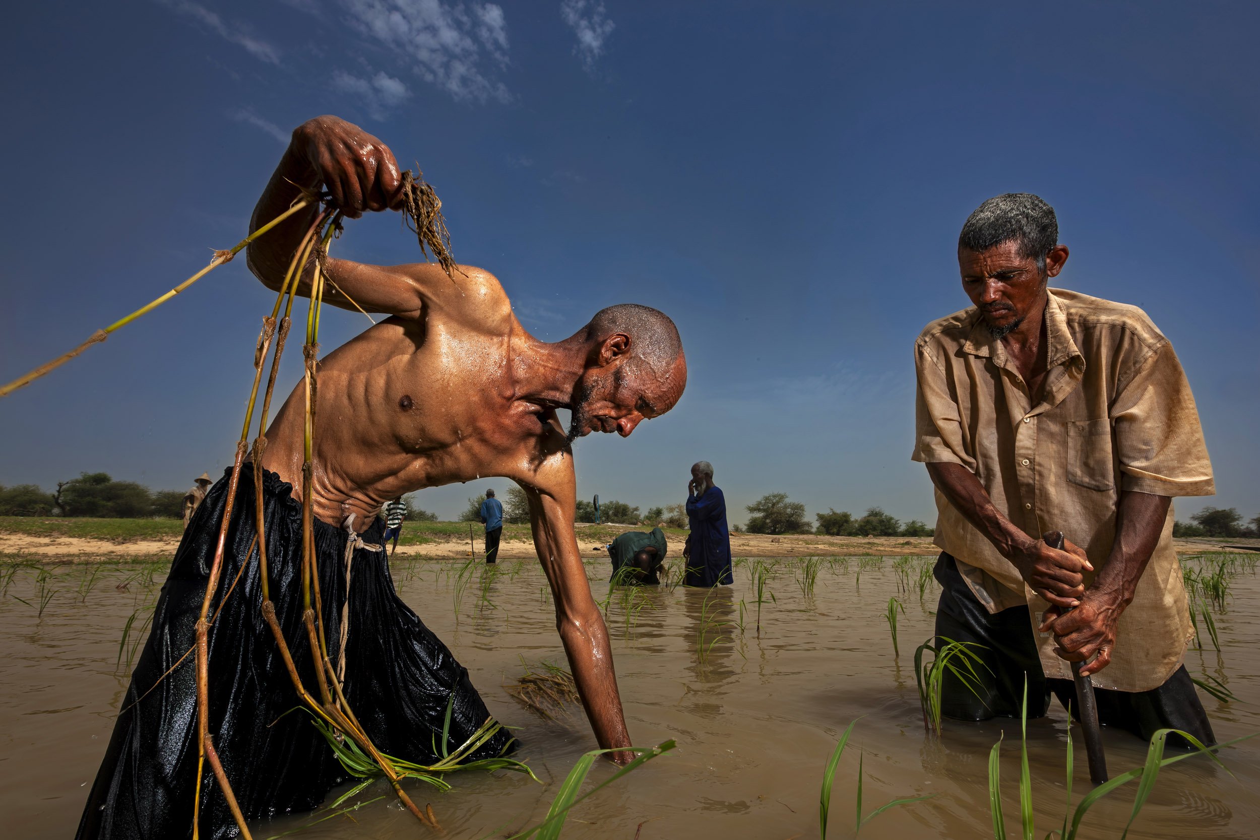 DAG ALLAL, TIMBUKTU, MALI, SEPTEMBER 2009: Tuareg men plant grass in the banks of the Niger River to grow a forage crop for their animals and for sale in the markets in the sedentary Tuareg village of Dag Allal in Mali on 11 September 2009. Unusual