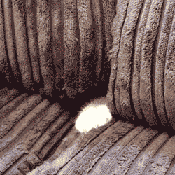 cat couch GIF-source.gif