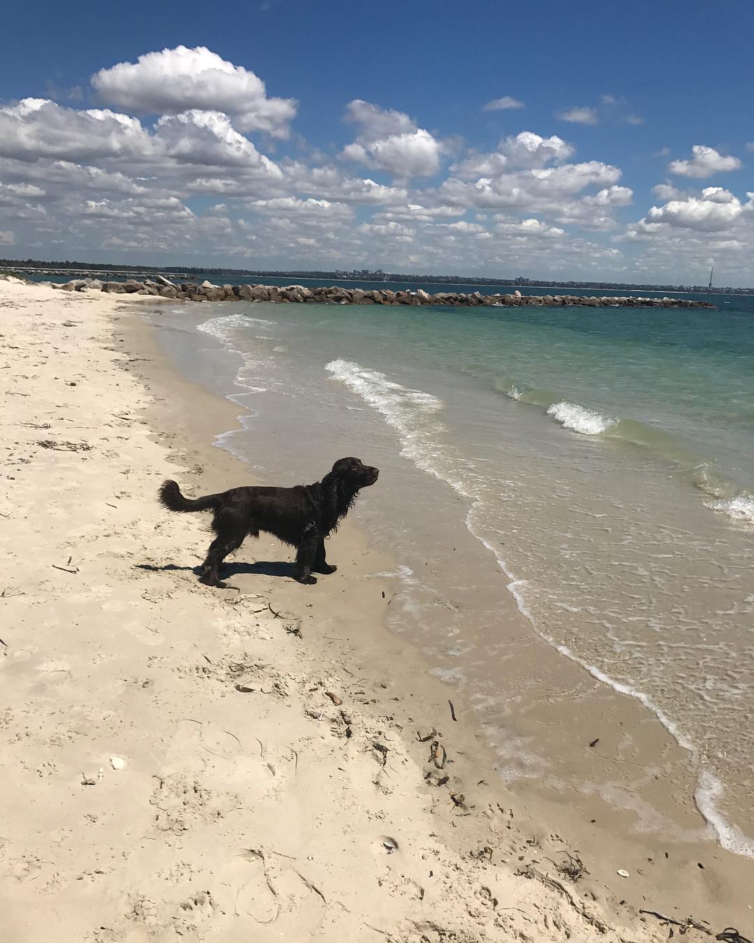 @fieldspaniel_silverbeach.jpg