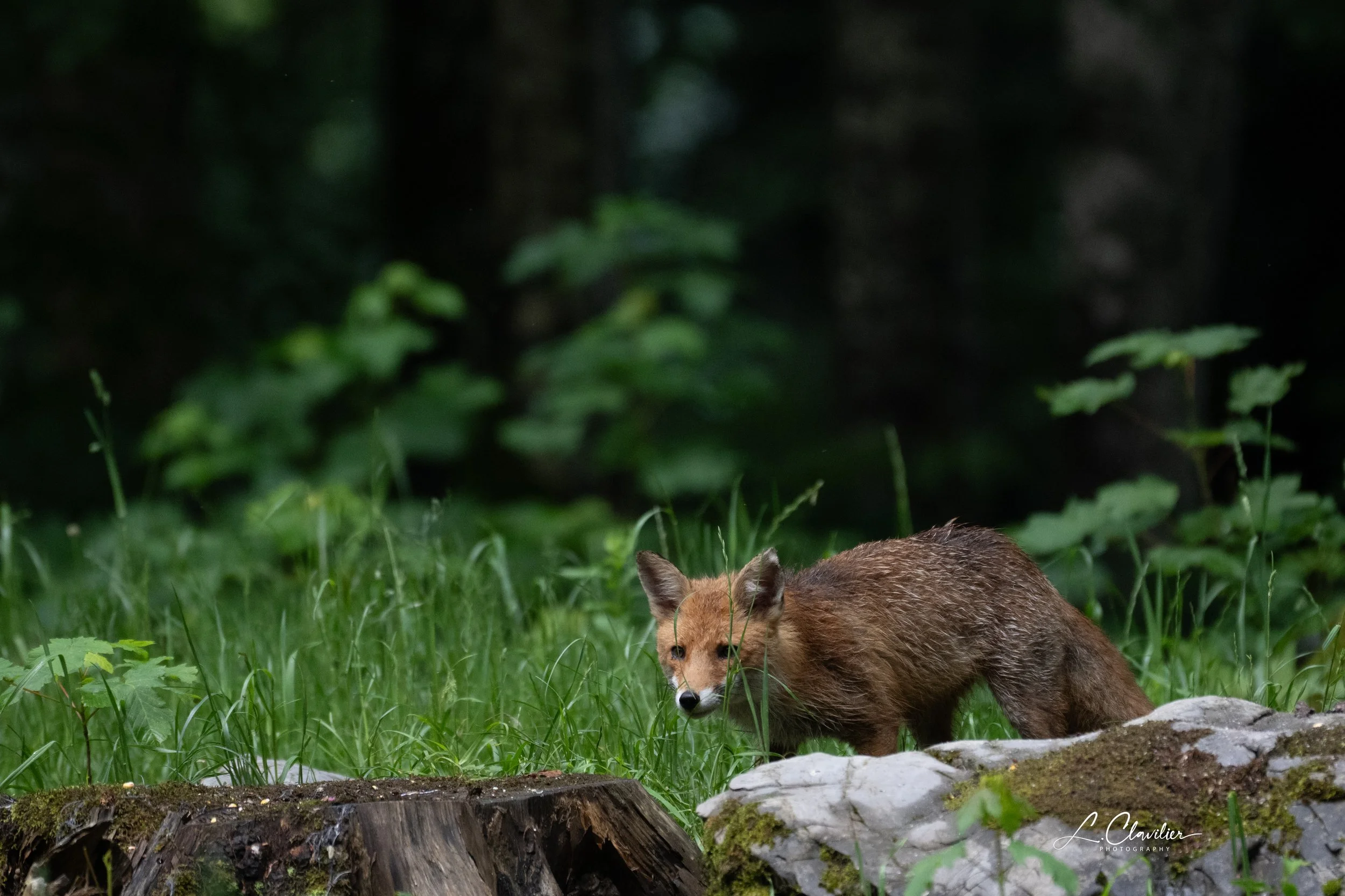 DSC_6565.jpeg