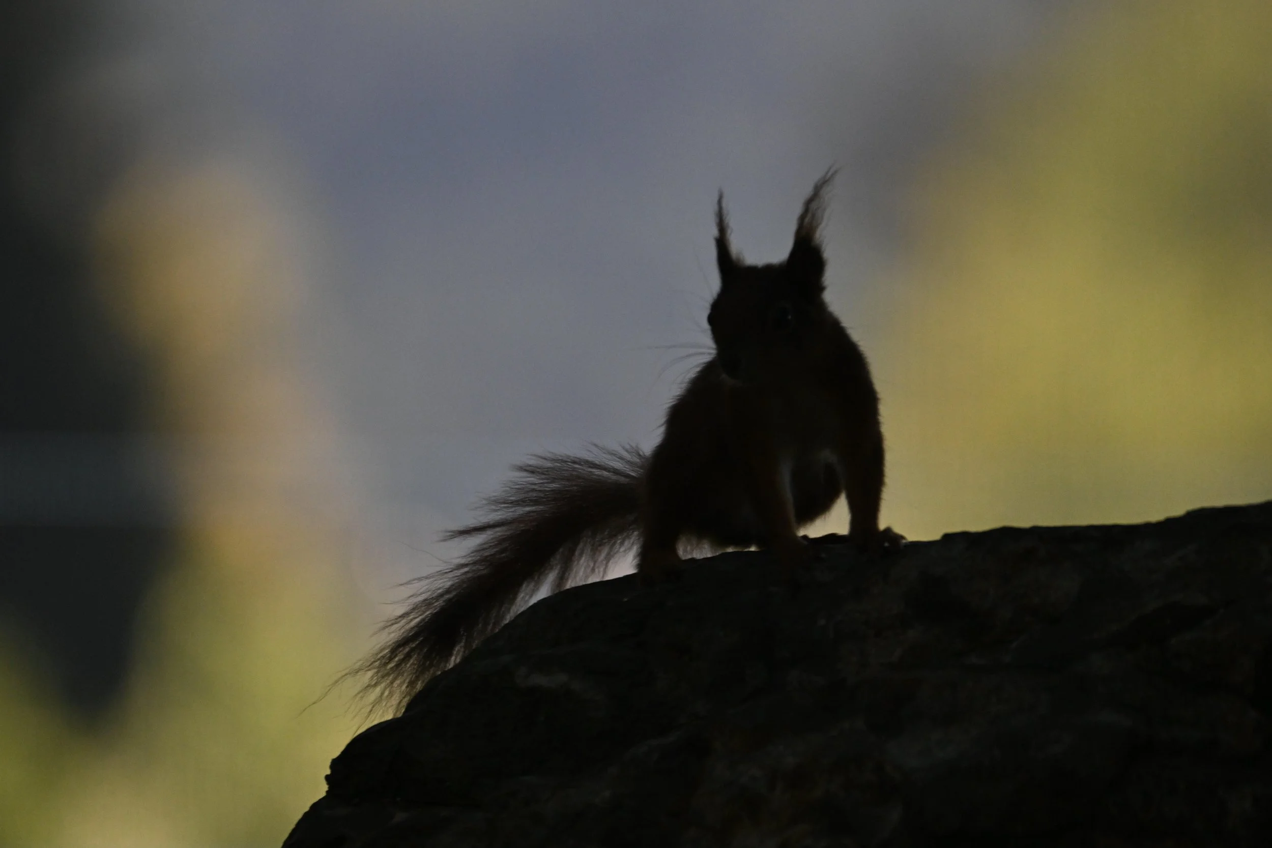 DSC_0769.jpeg