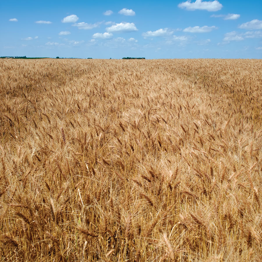  " Wheat Field, SD " 