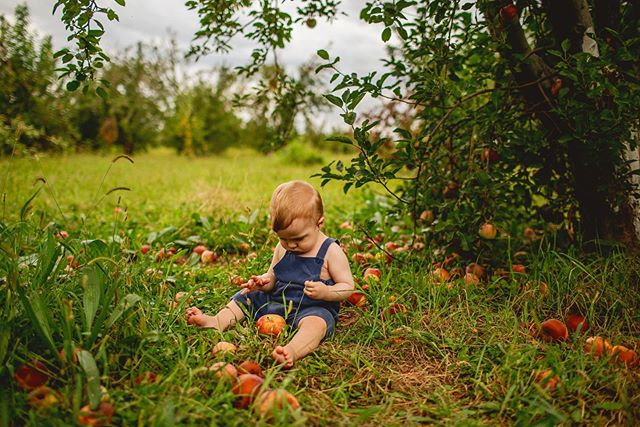 This sweet boy is sweeter than all these apples put together!  @steph_holcombe 
#elpasophotographer #lifestylephotography #ashleyedwardsphotography