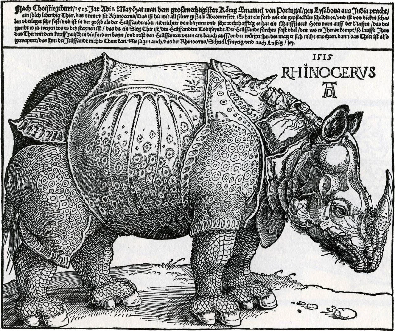 This print of a rhinoceros was created by Albrecht Dürer, the most famous artist of his day. Dürer’s celebrity was in part due to his ability to make his work both available and affordable to a mass audience. The new technology of woodcut printing allowed drawings to be mass produced; around 4000 to 5000 copies of the rhino print were probably sold in Dürer’s lifetime. Dürer, however, never actually saw a live rhino and based his drawing on a brief sketch and a letter.