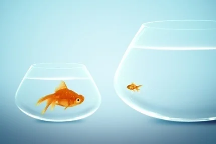 Stock Photo - Big and small goldfish (c) Rawan Hussein
