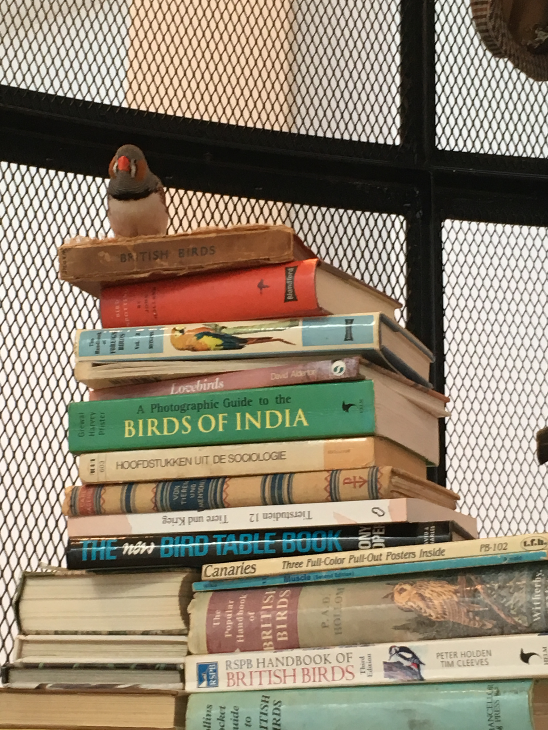 Mark Dion, The Library for the Birds of London (detail), Whitechapel Gallery 2018 @TheWhitechapel