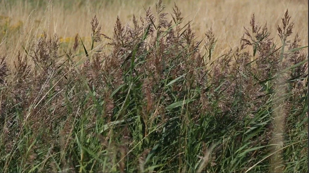 Skærmbillede 2022-09-27 kl. 16.29.31.JPEG