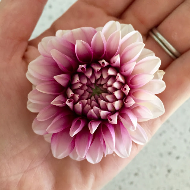 TTD%2BDahlias%2B4.jpg