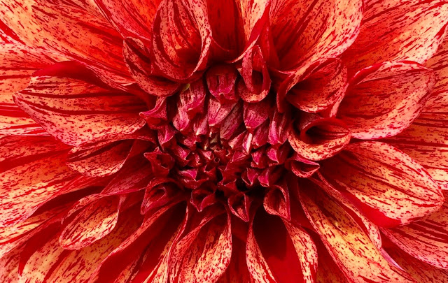 TTD%2BDahlias%2B5.jpg
