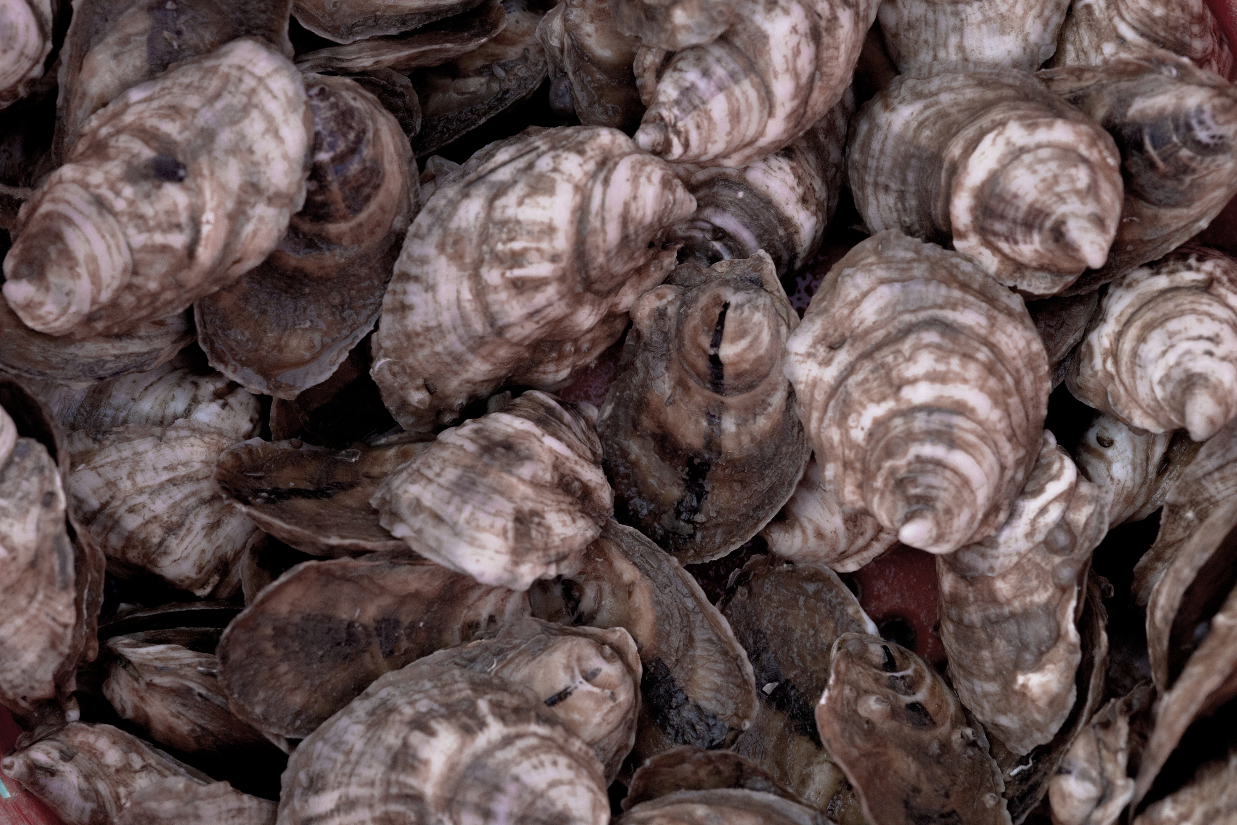 Tangier_Oysters_1Z1A0123.jpg