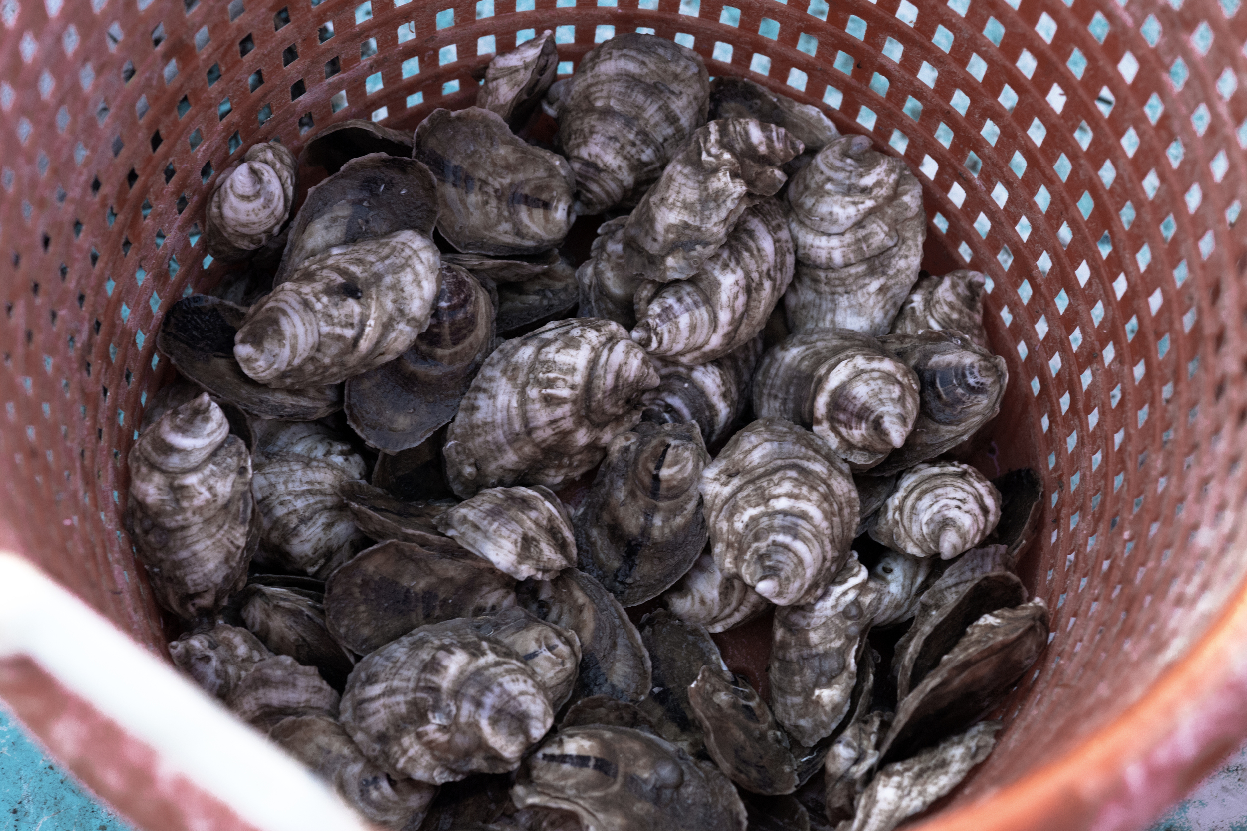 Tangier_Oysters_1Z1A0119.jpg