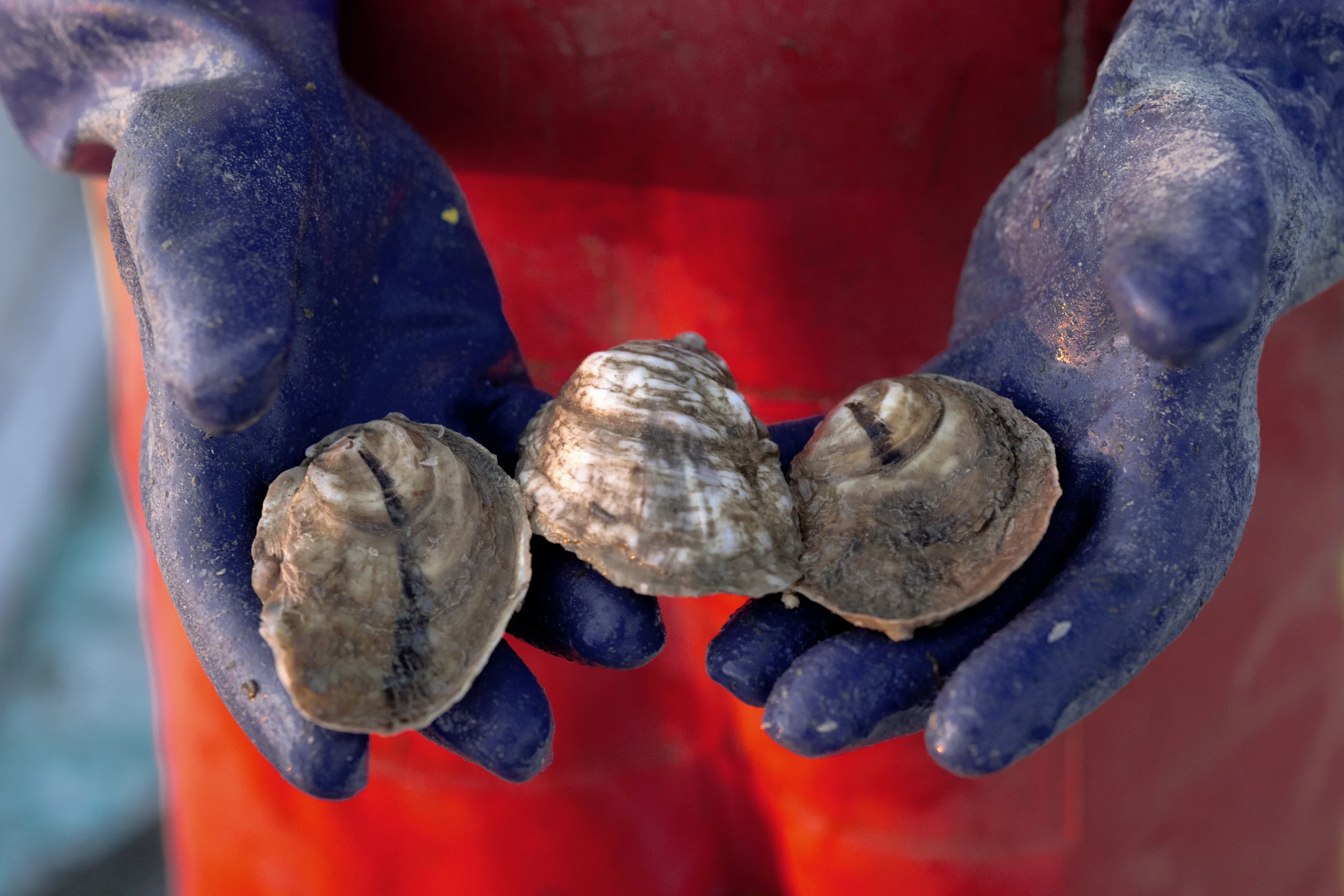 Tangier_Oysters_1Z1A0138.jpg
