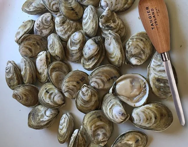 Shucking is a science and Tangier watermen swear by one stabber. We recently worked with legendary cutlery manufacturer R. Murphy of Massachusetts to offer the blade islanders swear by. It’s available now at tangieroysterco.com and we only made 40 because honestly, despite all appearances, oystering doesn’t leave a lot of room for overhead.