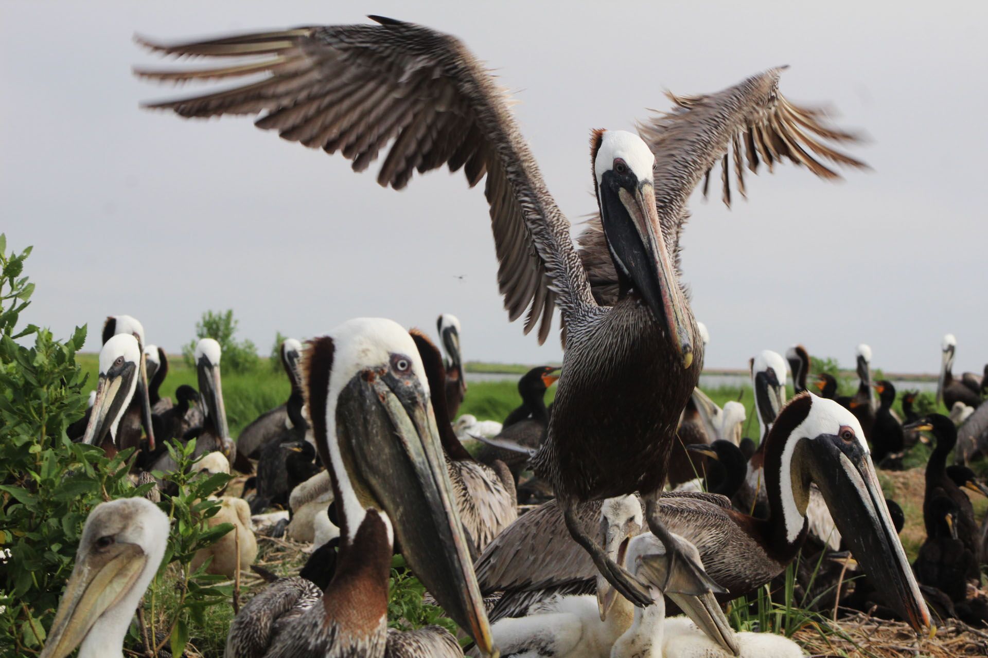 pelicans.jpg
