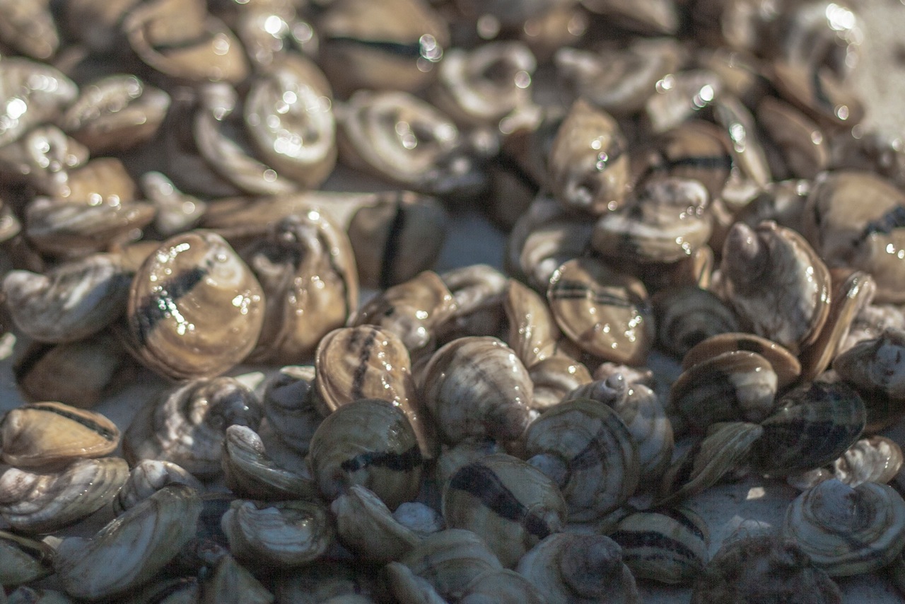 Oysters12.jpeg