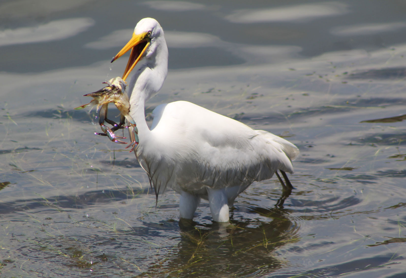 Cameron  Evans - Crane with softcrab no logoIMG_3805.jpg