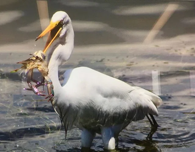 Tangier is a paradise for soft shell crabs, ergo soft shell predators. Do you eat soft shells fried, sautéed or broiled?