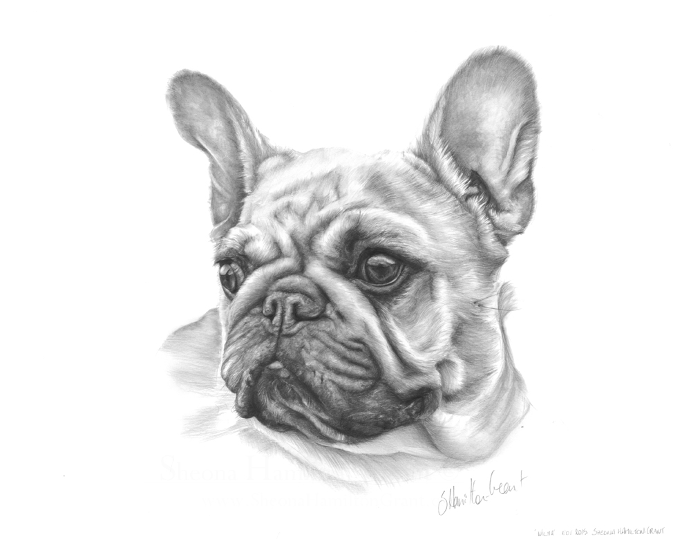 Wilma, pencil on paper, 26x23 cm.