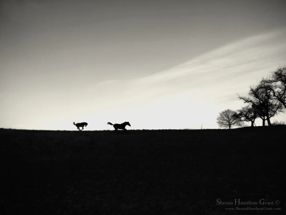 New-Year Gallop, iphone
