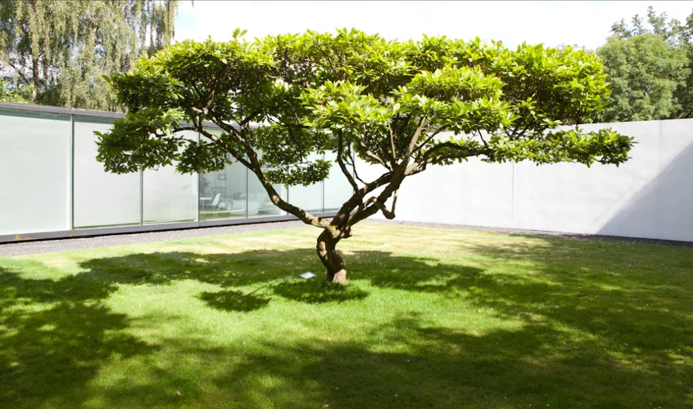 Original magnolia tree in 'Shanakill ' now at the centre of a new walled gareden
