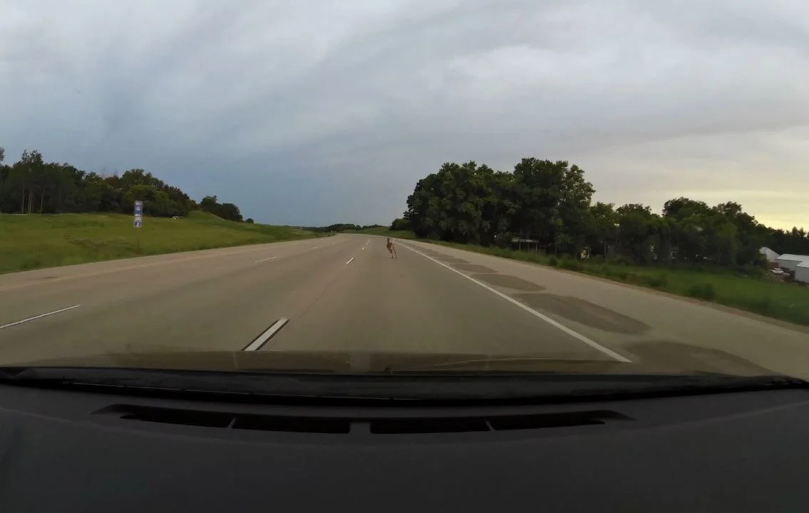 Close call as a deer decided to race me down the freeway. 