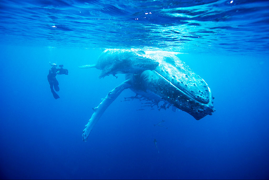 Doug-Allan-films-Humpback-Whale.jpg