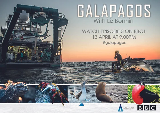 Galapagos With Liz Bonnin Watch episode 3 BBC1 on 13 April at 9pm On the final leg of this mission, Liz Bonnin and a team of scientific experts look at what the future holds for the Galapagos and the human impact on these islands. The team scan a spectacular lava cave, track giant tortoises and dive into the deep blue waters to witness the birth of a brand new island. By bringing together the findings of their scientific research they hope to find a way of protecting Galapagos' future. ‘...their expedition is another feast for the eyes' Telegraph ‘The footage, taken with blue light, of a coral reef off Scalesia is breathtaking, while the sight of giant tortoises lumbering through the vegetation is both charming and magisterial... it’s absolutely spectacular’ Radio Times ‘an embarrassment of riches, both natural and televisual’ The Sunday Times ‘fascinating’ The Sunday Telegraph 'utterly transfixing' The Observer 'glorious... spectacular' Daily Mail ‘The filming on this series is simply stunning #Galapagos superbly presented by @lizbonnin’ @SimonBeale on Twitter ‘Amazing BBC at its best. Just another wonderful show which justifies the license fee’ @patsyatticus on Twitter All three episodes will be available to watch on BBC iPlayer for a limited time Come face to face with hammerhead sharks in 360 VR on our Facebook page www.facebook.com/AtlanticProductions SERIES DIRECTOR: Mike Davis - SERIES PRODUCER: Anthony Geffen EDITOR: Robbie Pettigrew - SOUND - Freddie Claire CINEMATOGRAPHY: Robert Hollingworth, Michael Pitts & Julius Brighton POST PRODUCTION: Picture: Clear Cut / Sound: Halo Post Galapagos is an Atlantic Productions Film in co-production with Alucia Productions for BBC www.atlanticproductions.tv