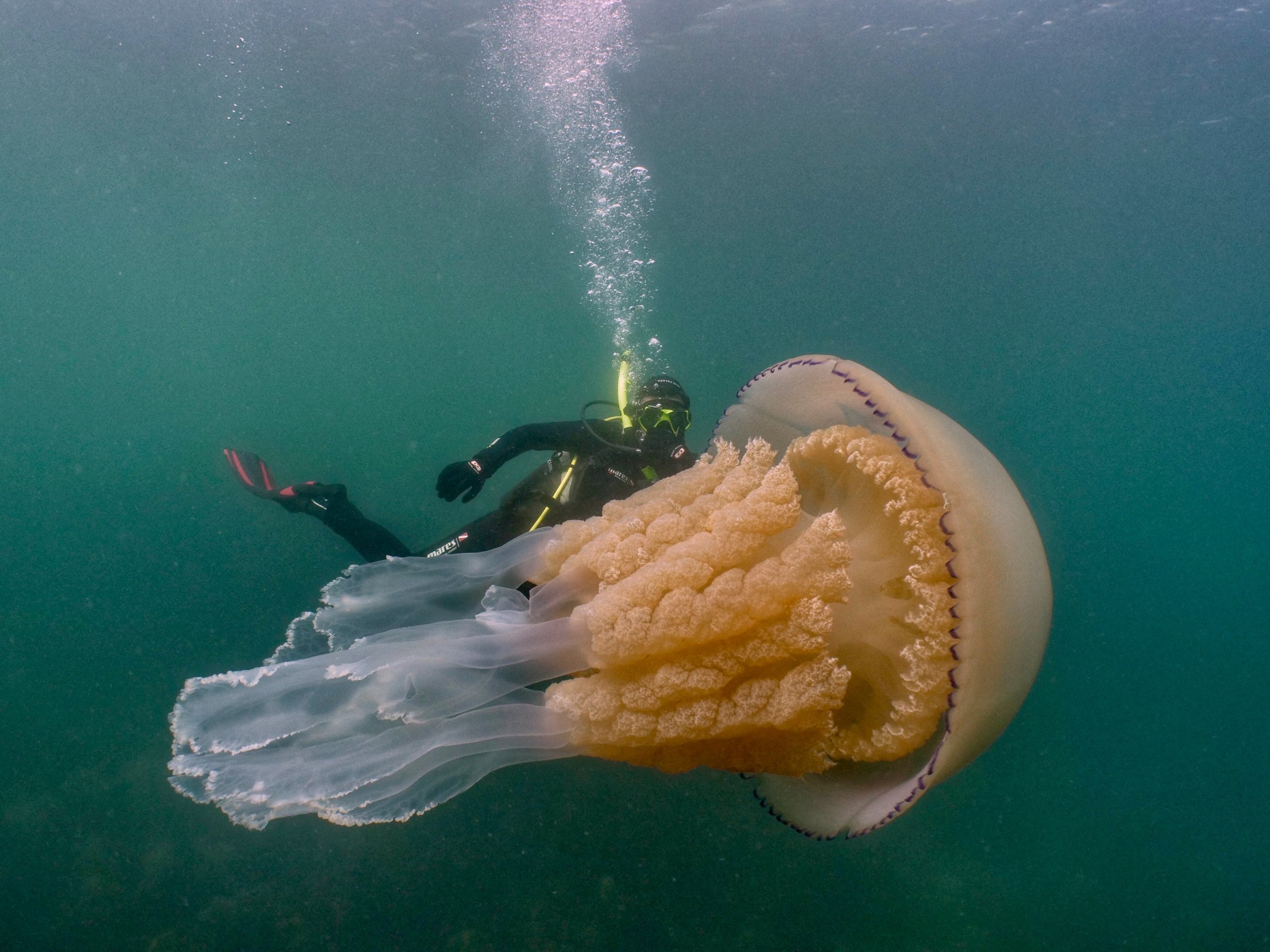 Jellyfish lizzie Daly copyright is Dan Abbott.jpg