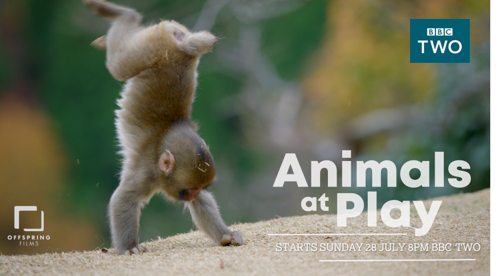 Animals at Play - Gordon Buchanan — Jo Sarsby