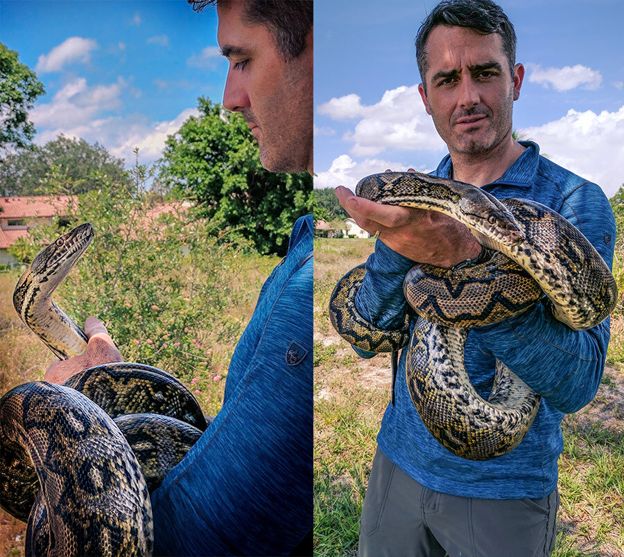 reticulated python rob nelson.jpg