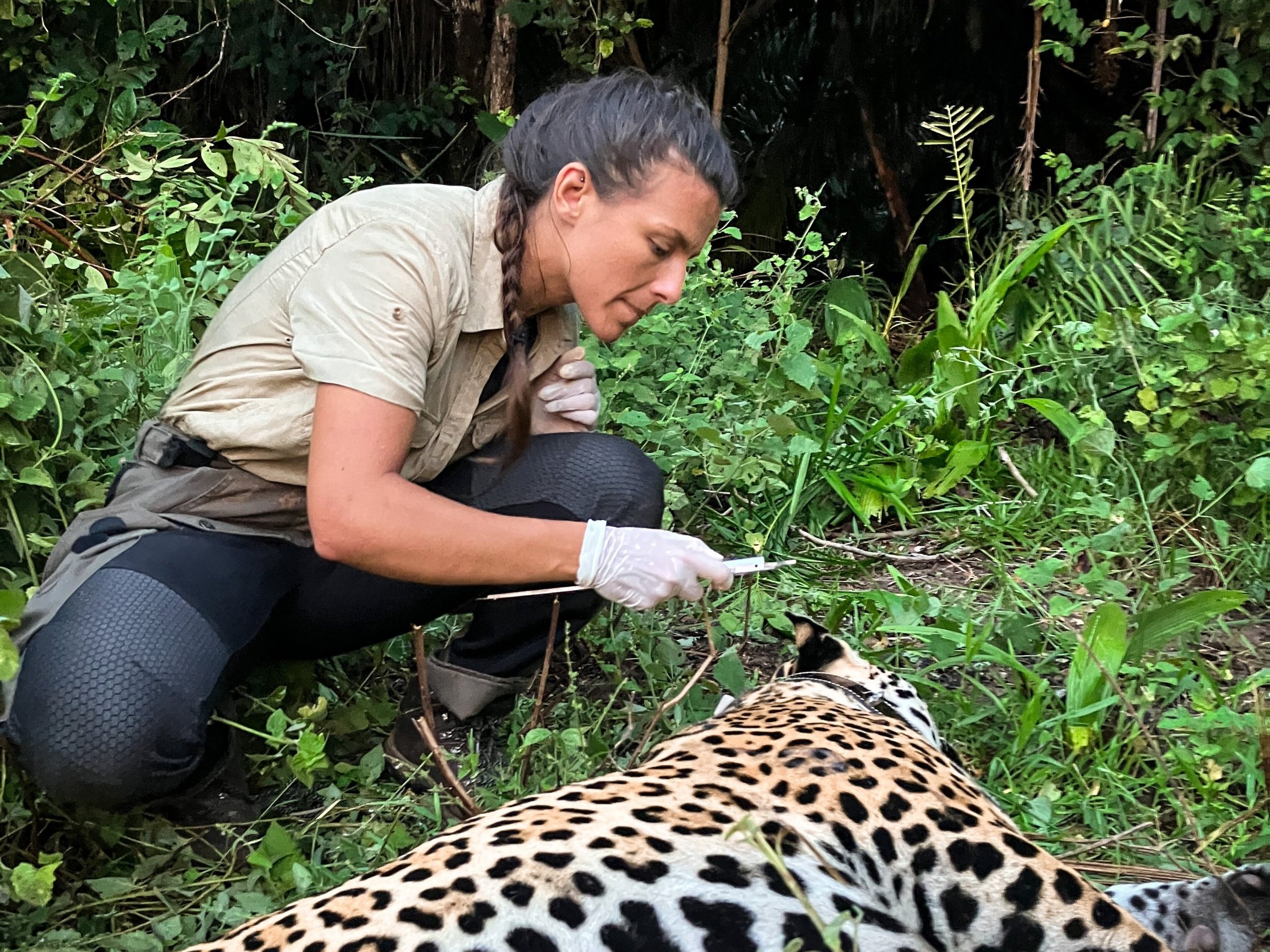 Tagging+a+Jaguar+in+the+Pantanal.jpg