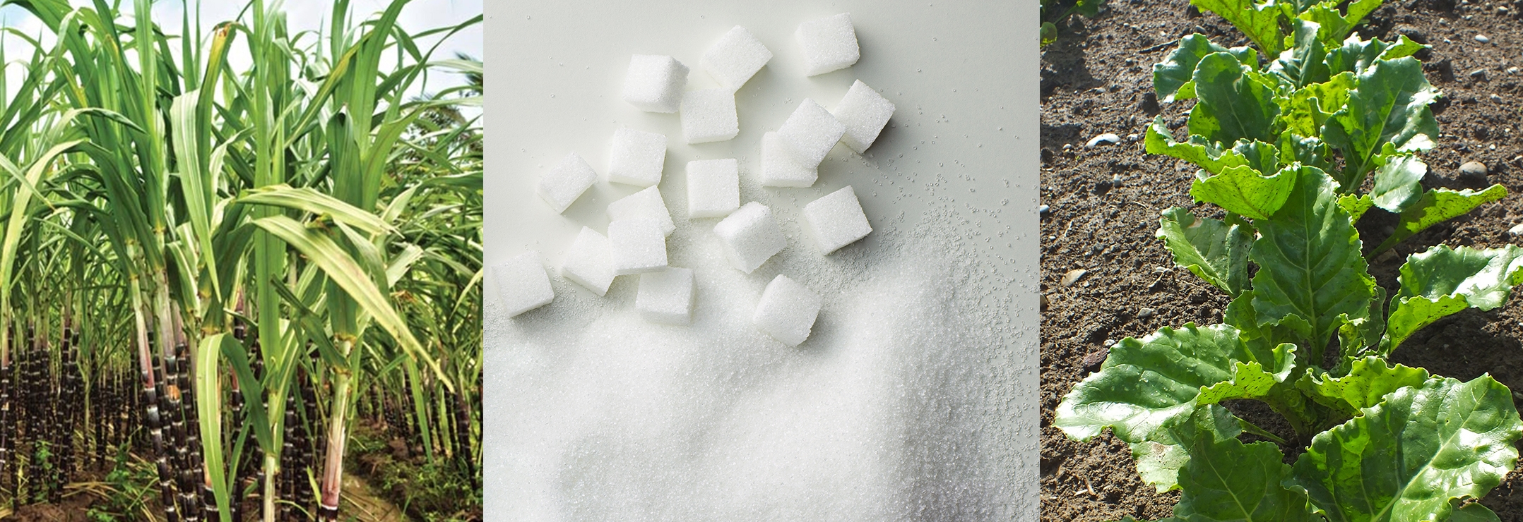 beet sugar vs cane