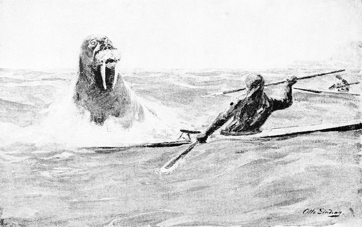 PSM_V46_D468_A_kayak_man_attacked_by_a_walrus.jpeg