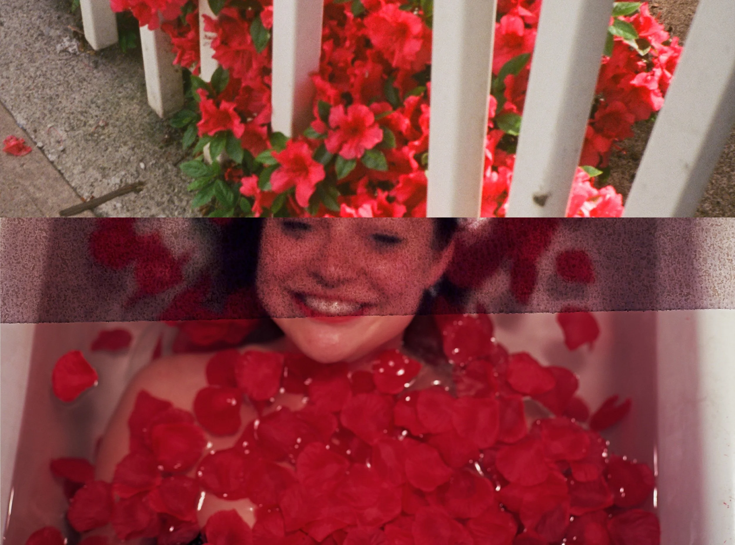 POPPY BLOOMS 3.jpg