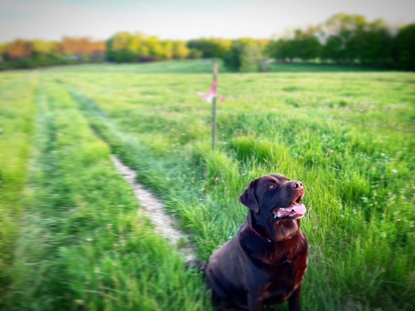 Moose lives a dog&rsquo;s best life here on the farm. This sometimes includes eating things he shouldn&rsquo;t. He was up off and on throughout the night with an upset tummy, which meant Heather got no sleep! 💤 so driving to the #portlandmainefarmer