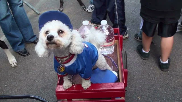  2009HDsingle screening original duration 11min.  It consists of a video footage of a socializing event for people and their dogs in the central park in New York City. The event for the people and their dogs include activities such as the  Best in Pa