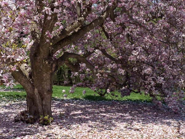 Magnolia-tree-1030064.jpg
