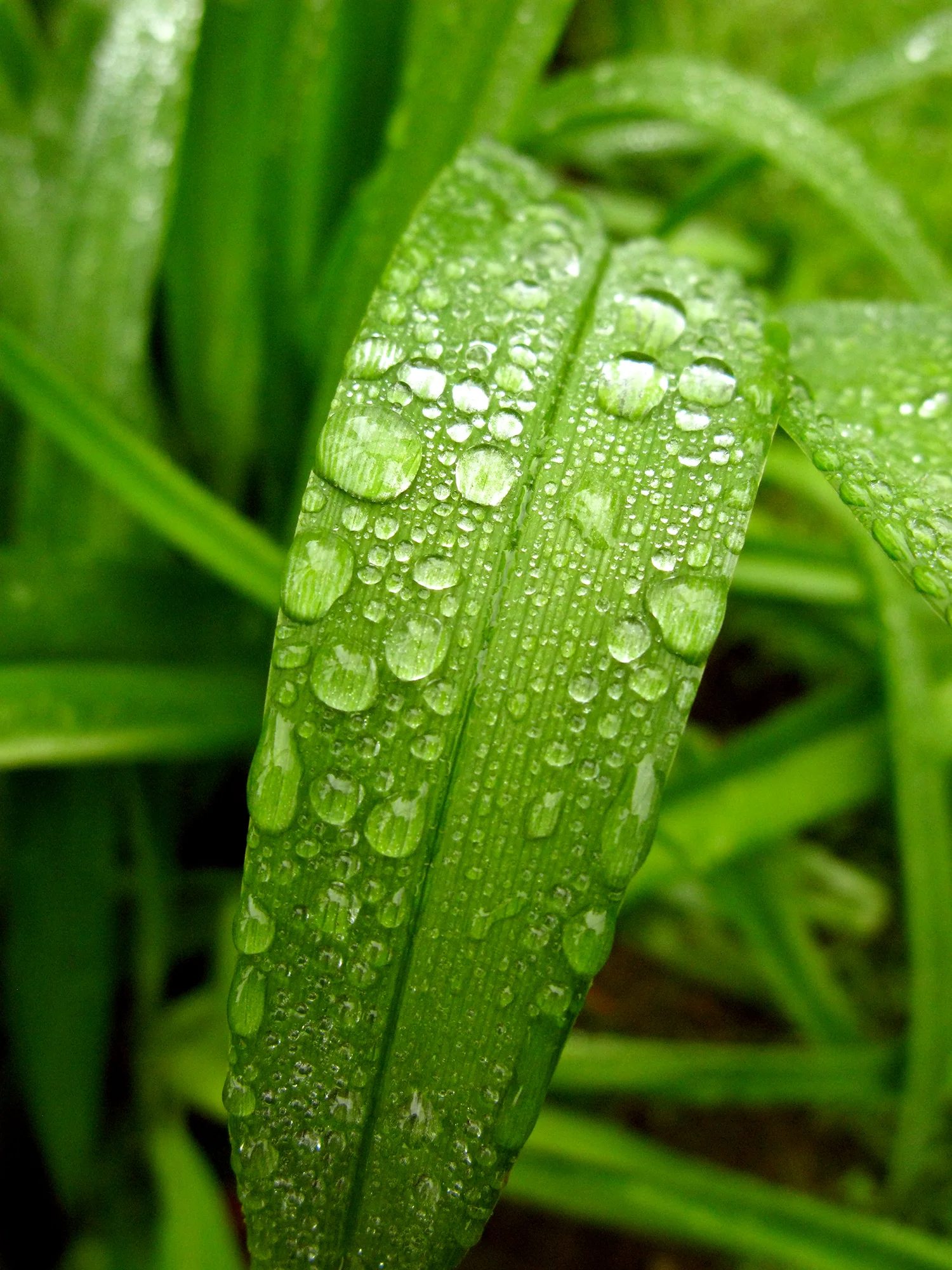 Raindrops On Grass 2.jpeg