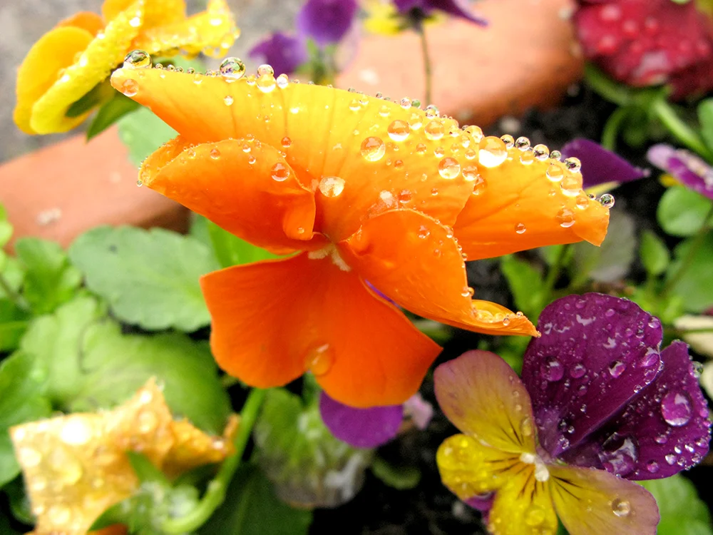 Orange Pansy With Droplets.jpg